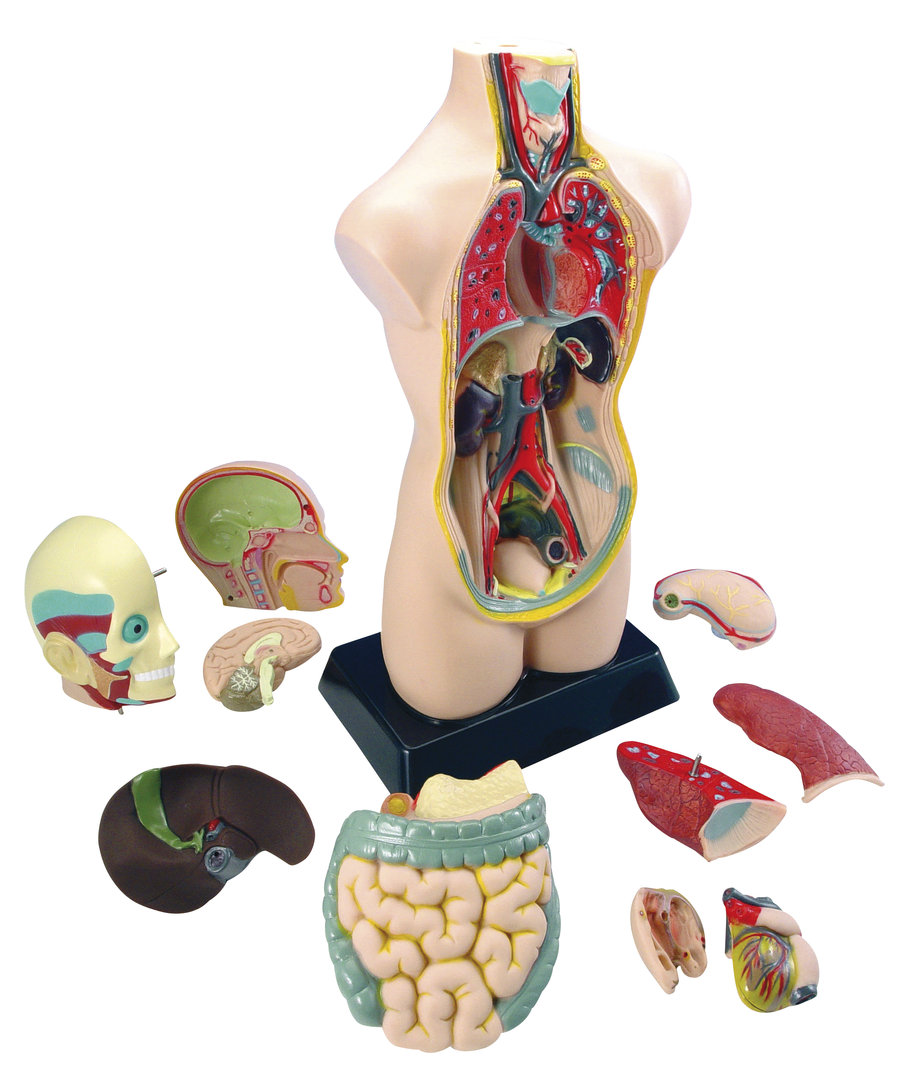 Torso groß