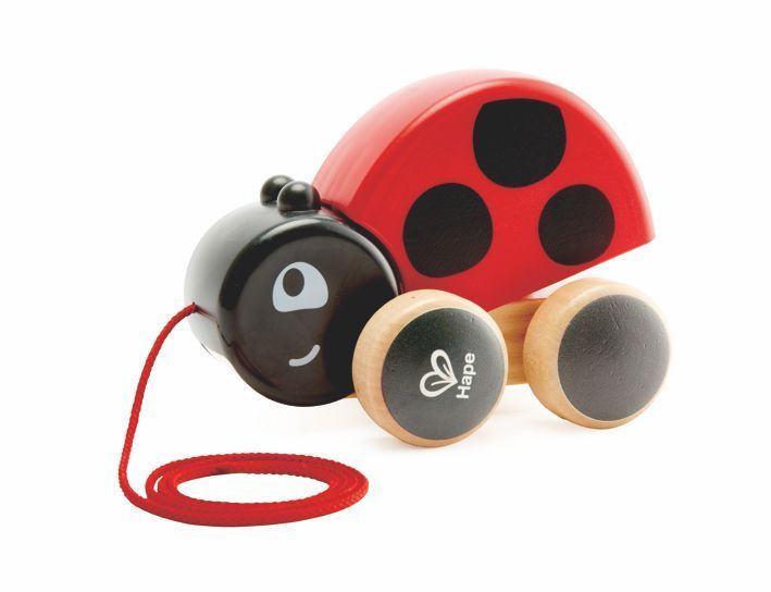 Nachziehkäfer Marie